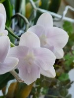 Phal. Pink Fairy Golden Pink Rose 6.jpg