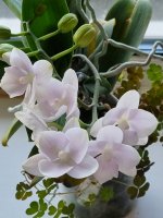 Phal. Pink Fairy Golden Pink Rose 3.jpg