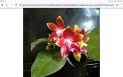 Screenshot_20220607-102605_Firefox.jpg