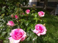 IMG_20220607_143340.jpg