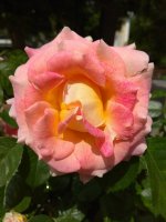 IMG_20220607_145231.jpg
