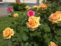 IMG_20220607_143404.jpg