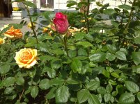 IMG_20220607_143414.jpg
