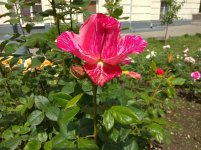 IMG_20220607_143420.jpg