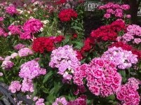 IMG_20220607_144204.jpg