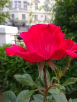 IMG_20220610_190138.jpg