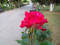 IMG_20220610_190157.jpg