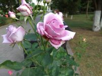 IMG_20220610_190210.jpg