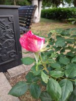 IMG_20220610_190222.jpg