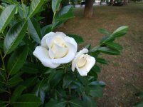 IMG_20220610_190305.jpg