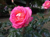IMG_20220610_190318.jpg