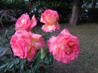 IMG_20220610_190327.jpg