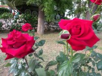 IMG_20220610_190340.jpg
