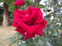 IMG_20220610_190358.jpg
