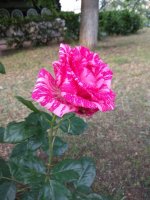 IMG_20220610_190409.jpg