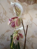 IMG_20220615_185923.jpg