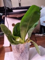 P.Chang Maw Jade Yellow x Yaphon Yellow Queen Yaphon.jpg