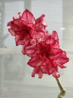IMG_20220402_183107.jpg
