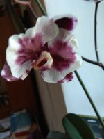 IMG_20220618_170513.jpg