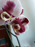IMG_20220618_170532.jpg
