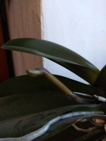IMG_20220618_170634.jpg