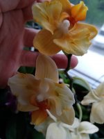 IMG_20220617_200732.jpg