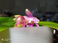 IMG_20220621_101515.jpg
