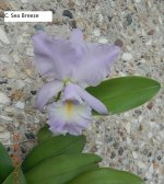 DSCN8520.JPG