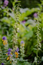 DSC_5217.jpg