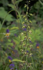 DSC_5163.jpg