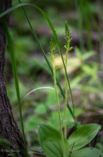 DSC_7010-1.jpg