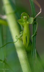 DSC_7033-1.jpg