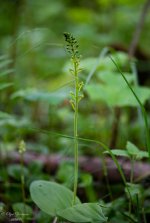 DSC_7091-1.jpg