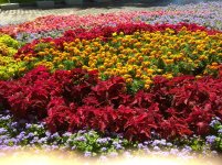 IMG_20220704_102050.jpg
