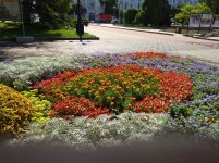 IMG_20220704_102144.jpg