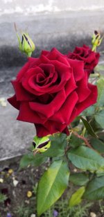 IMG_20220703_093750.jpg