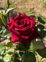IMG_20220703_093213.jpg