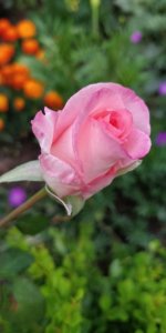 IMG_20220711_203253.jpg