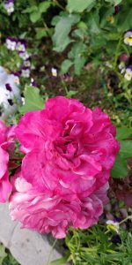 IMG_20220711_202824.jpg