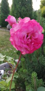 IMG_20220711_202749.jpg