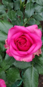IMG_20220711_174619.jpg