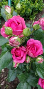 IMG_20220711_174603.jpg