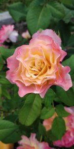 IMG_20220709_201232.jpg