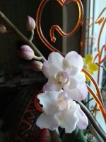 IMG_20220714_153729.jpg