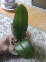 IMG_20220718_163517.jpg