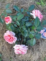 IMG-20220720-WA0034.jpg