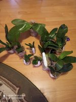 IMG_20220721_204457.jpg