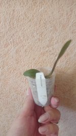 IMG_20220729_160647.jpg