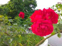 IMG_20220811_183828.jpg
