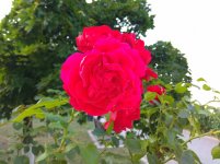 IMG_20220811_183925.jpg